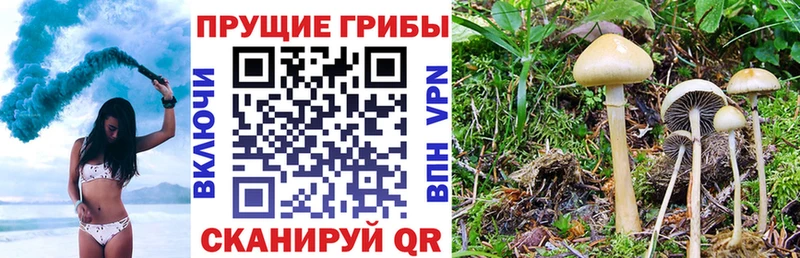 закладки Байкальск блэк спрут ссылка Псилоцибиновые грибы MAGIC MUSHROOMS